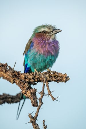 Lilac-breasted roller perches on thornbush watching camera