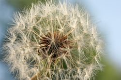 Dandelion Macro Shot