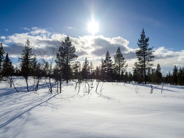 Crisp snow in forest on cold wintry day