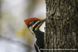 Side view of Pileated Woodpecker in McGregor, Minnesota 4AwvQ0