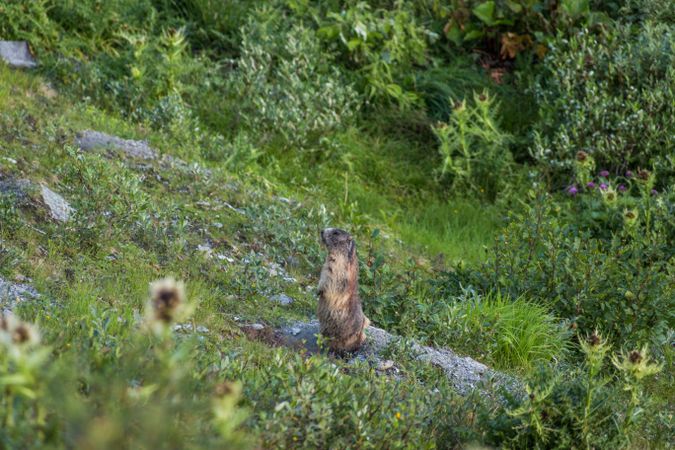 Cute marmot sitting on meadow in Switzerland