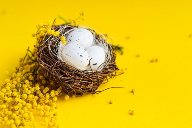 Bird's nest on yellow background