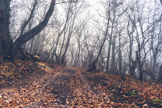 Fog in an autumn forest