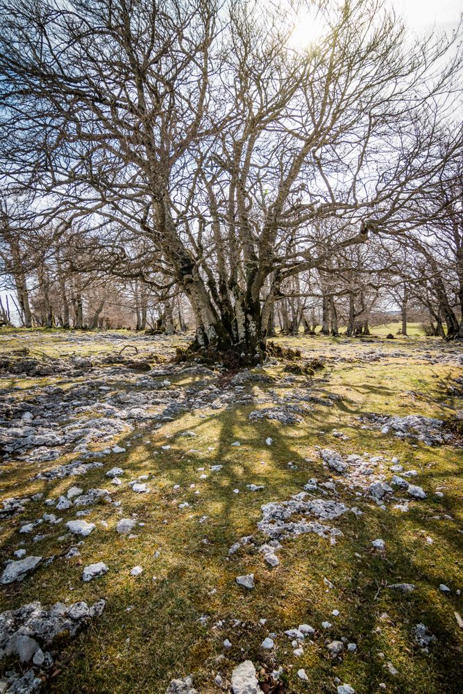 Huge branchy tree in field