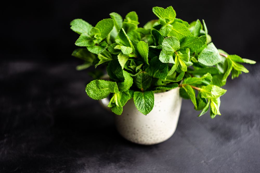 Mug of organic mint leaves on table with copy space