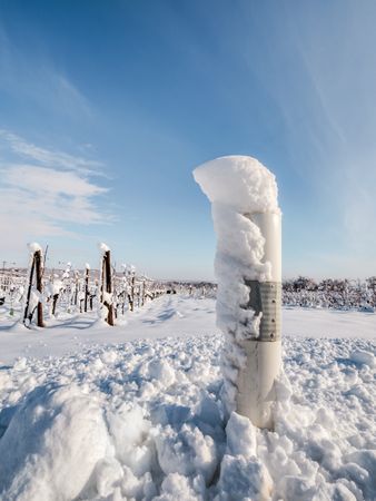 Alsace vineyards under heavy snow on a sunny winter day. Details and top view.