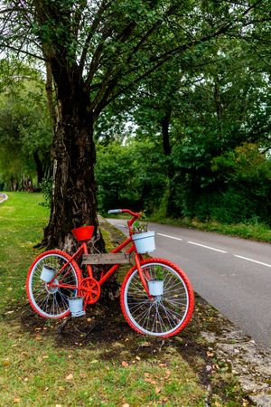 Red bike by tree along roadway in forest