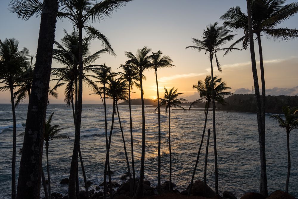 Exotic ocean sandy hill with palms