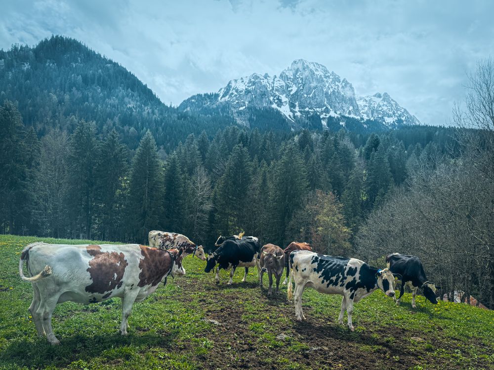 Cattle grazing under the Videmanette, Rougemont, Switzerland