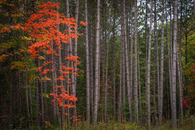 Pop of orange leaves in Itasca County, MN