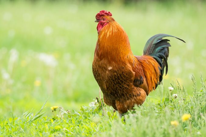 Brown rooster on green grass field