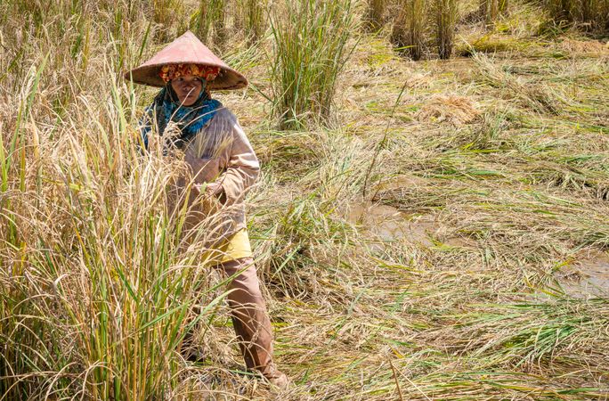 Sulawesi Island, Indonesia - August, 15 2015: Indonesian person harvesting rice