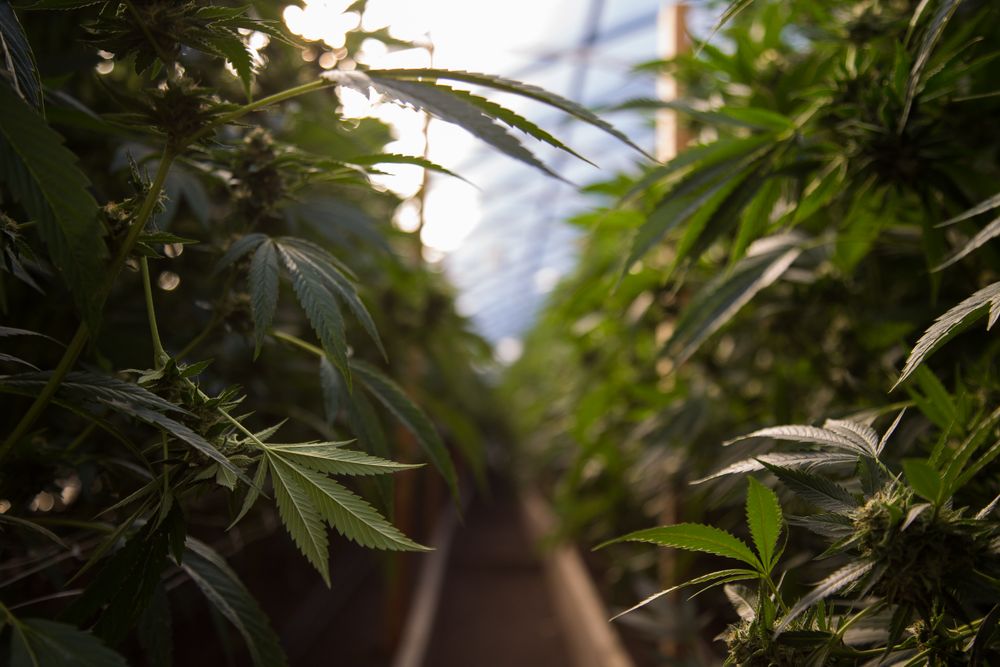 Close up of marijuana leaves in a green house