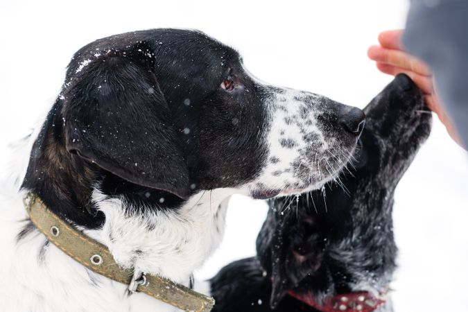 Snowy Canine Affection