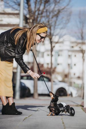 Woman walking pet with wheelchair on street