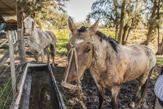 Horses drinking water in long drinker on barnyard