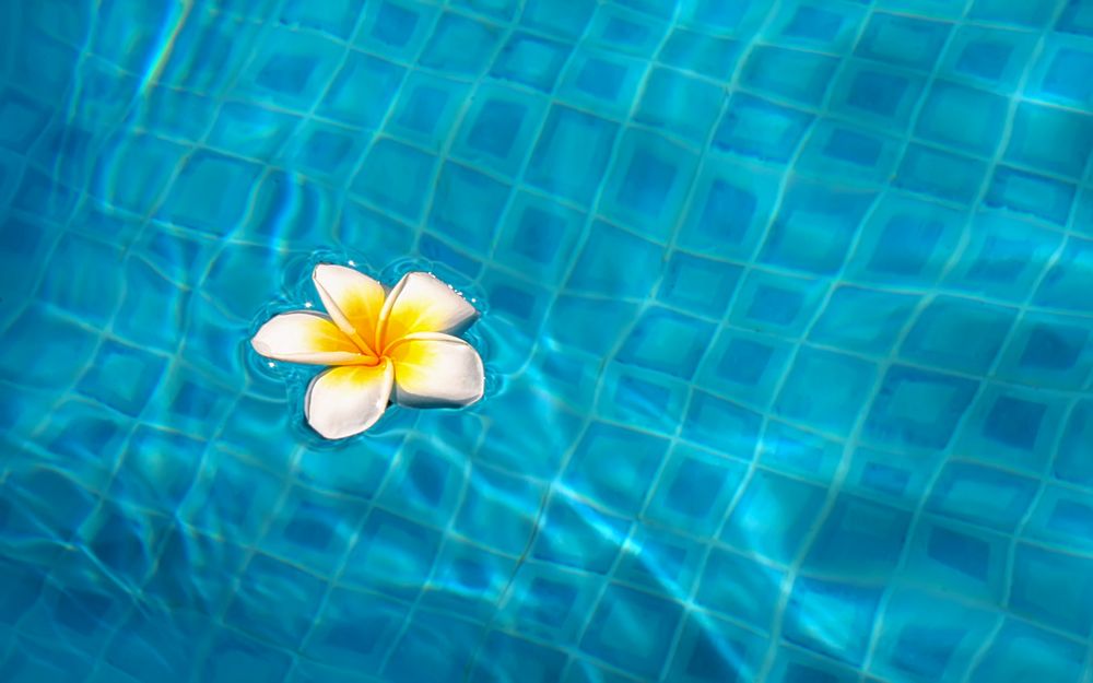 tropical flower floating on the blue water in the pool