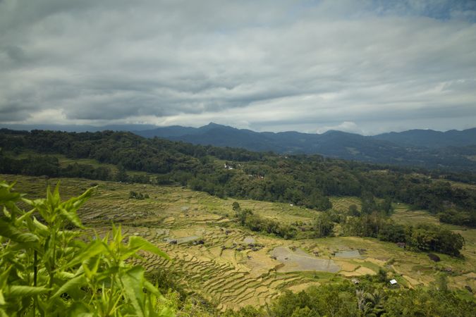 Landscape of terraced rice fields in Batutumonga area, in Tana Toraja region, near Rantepao