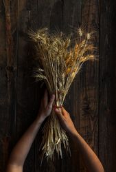 Bunch of dry ripe ears in hands