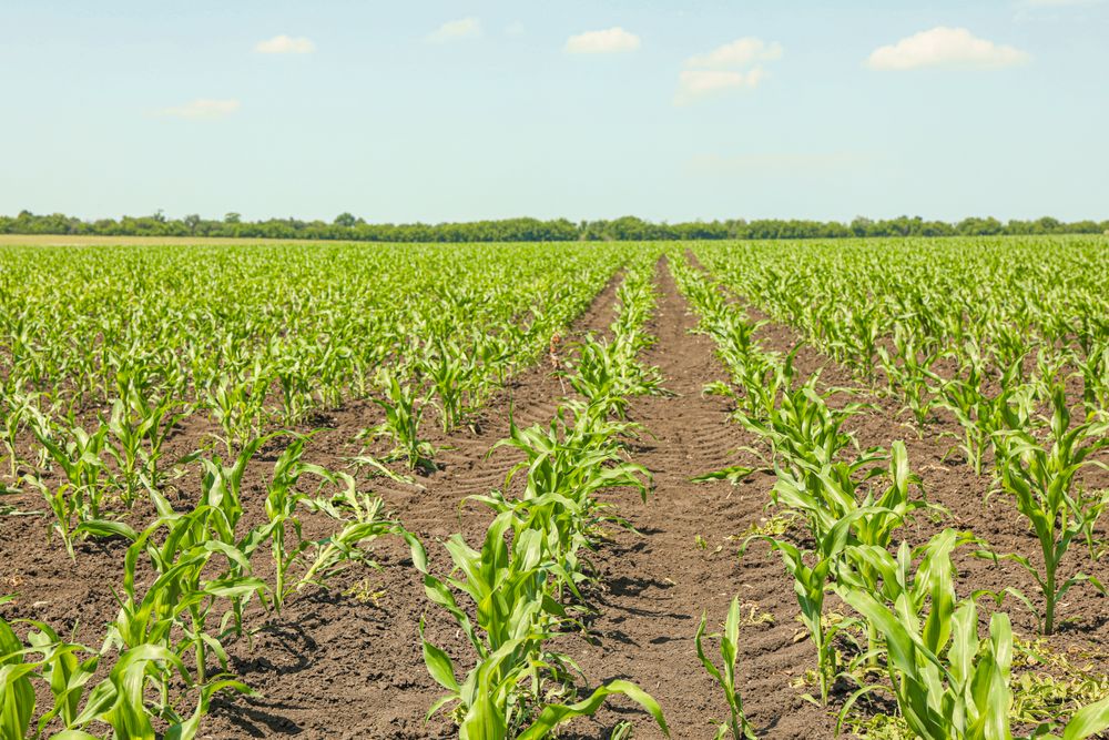 Green corn field against sky, space for text. Agriculture