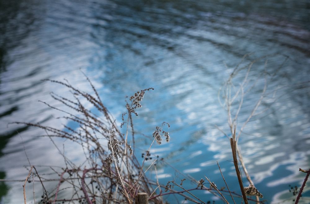 Ripples in a pond with dried plans