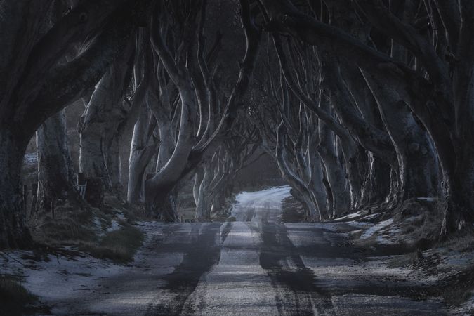 Tunnel of giant beech leafless trees in Ireland