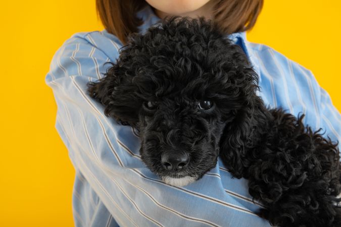 Owner’s arm holding cute dog