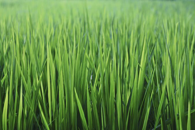 Close up of green wild grass