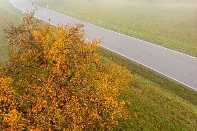 Drone aerial image with an autumn tree on a green pasture on a foggy morning