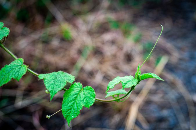 vines plant