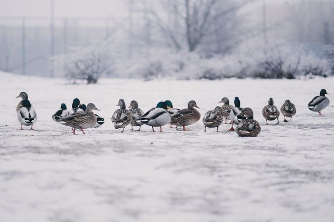 Flock of mallard ducks on snow covered ground