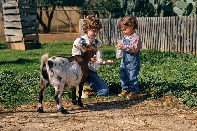 Positive children feeding goat in farmland