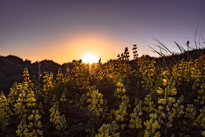 Yellow plants with sun setting in the background