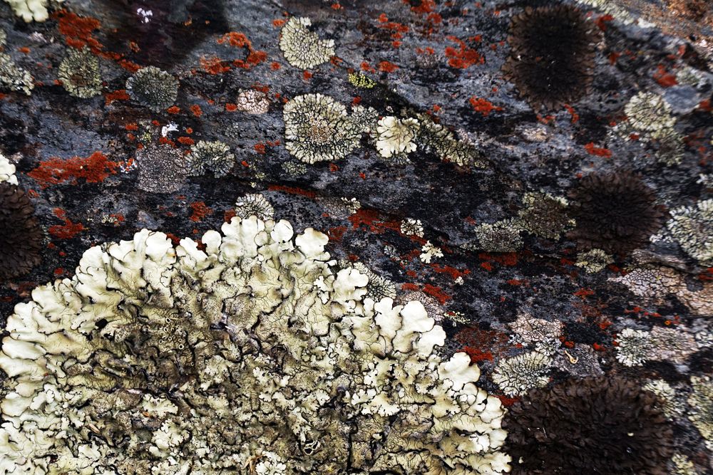 Texture of natural lichen on tree bark