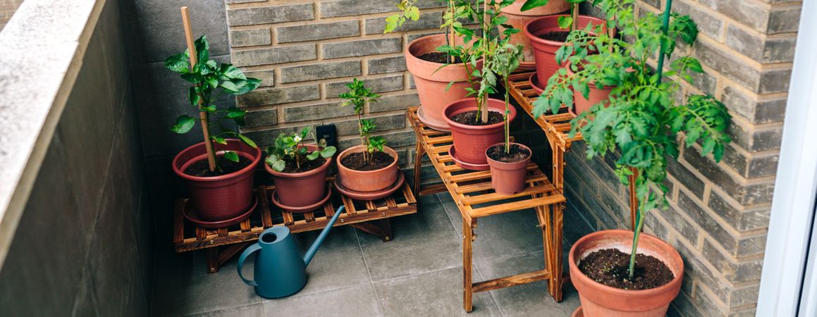 Vegetable garden on balcony of apartment with plants growing on ceramic pots