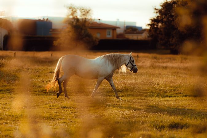 Horse grazing in meadow near tree