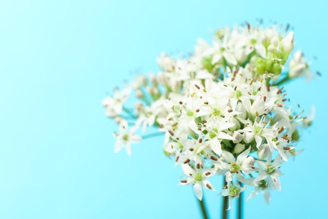 allium flowers on blue background, copy space