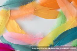 Colorful feathers bordering light background bGAql5