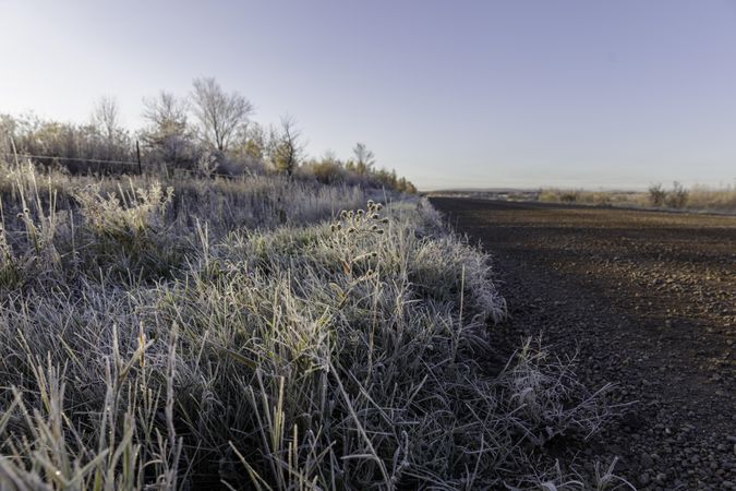 Frost-covered grass and plants along a dirt road in Aitkin County, Minnesota