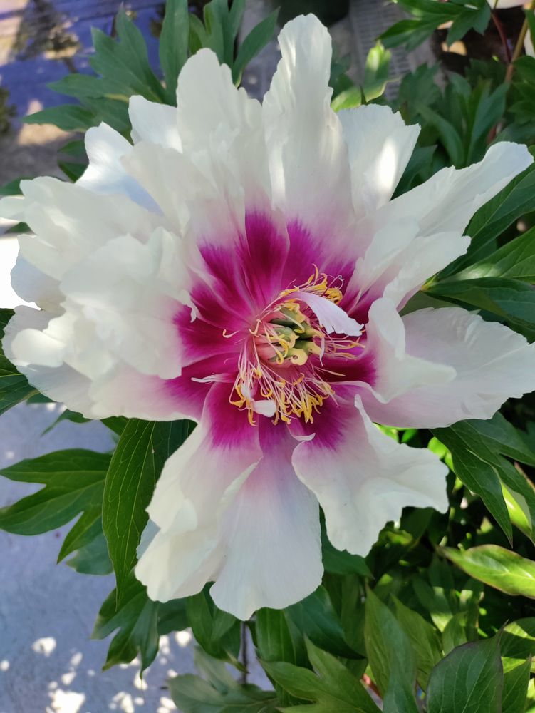 Itoh peony cora louise purple flower in bush