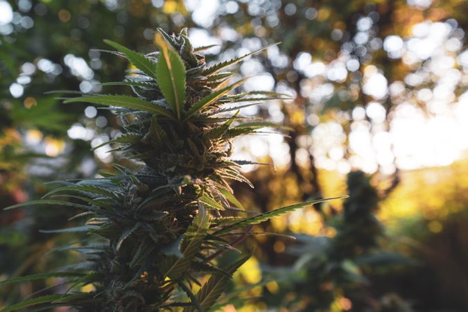 Marijuana plant growing outdoors at sunset