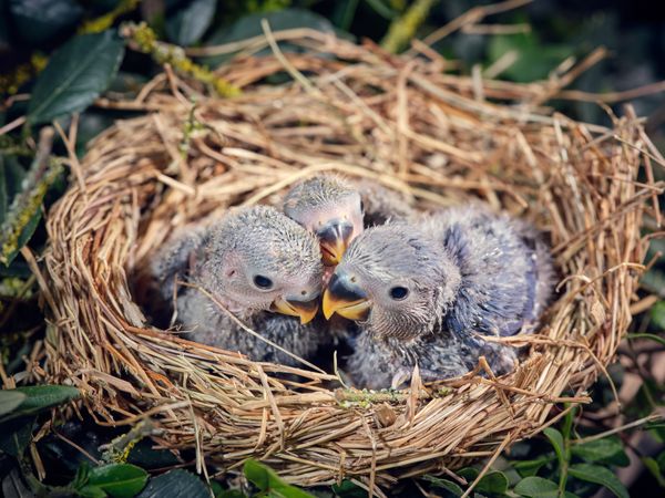 Little parrot chicks in nest among plants