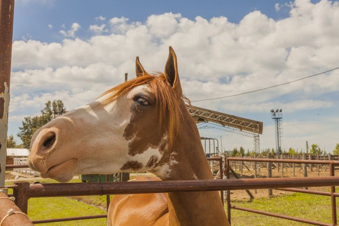 Brown horse standing behind paddock fence
