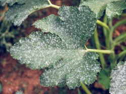 Green leaf growing in garden