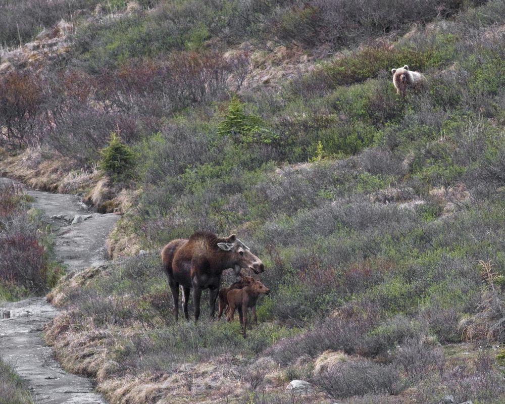 A family of moose and bear trailing them