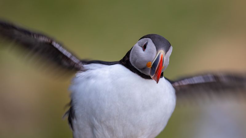 Atlantic puffin about to fly in close up