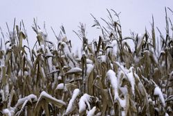 Close up of snow topped wheat