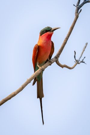 Southern carmine bee-eater on twig with catchlight