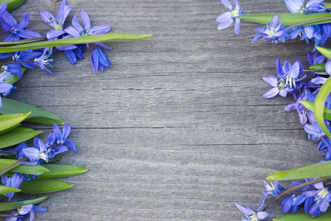 Blue flowers on gray wooden surface