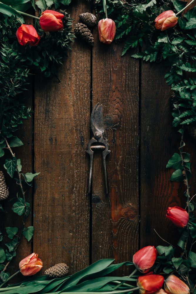 Border of tulips on wooden background with shears